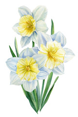 Fototapeta premium Watercolor flowers daffodils on isolated on white background, spring bouquet