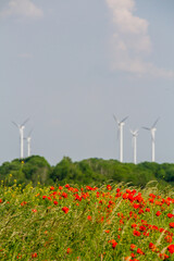 Sommerwiese und Windkrafträder
