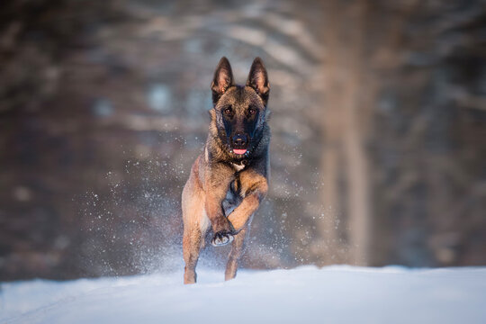 Active Belgian Shepherd Malinois running outdoors in the snow 