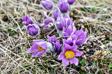 Wildflowers ( Kuhschelle, Küchenschelle ) in spring - European Pasqueflower (Pulsatilla vulgaris)