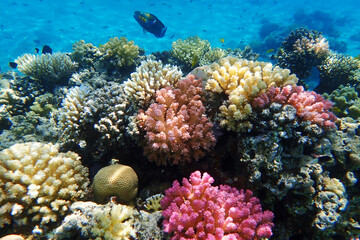 Obraz na płótnie Canvas coral reef in Egypt, Makadi Bay