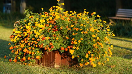 The beautiful flowers blooming in the garden with the warm sunlight