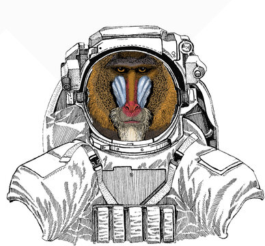 Wild astronaut animal in spacesuit. Deep space. Galaxy. Baboon, monkey, ape. Vector portrait of wild animal.