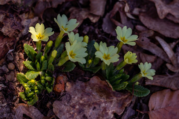 Primroses in the forest, macro shoot	