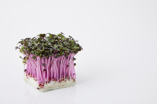 レッドキャベツスプラウトred Cabbage
