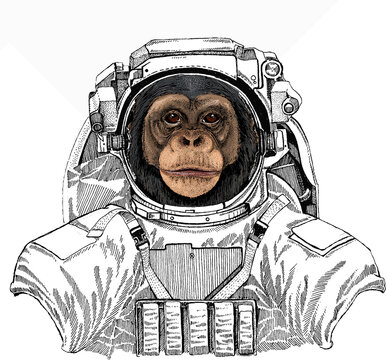 Vector chimpanzee portrait. Wild astronaut animal in spacesuit. Deep space. Galaxy. Ape head, monkey face.