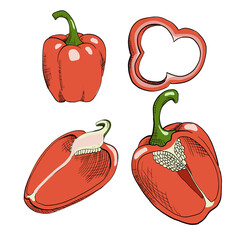 Set of paprika, bell pepper on white background. Artistic style vector illustration.