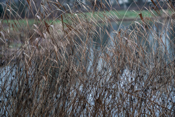 Abstract natural background of water and crossed dry grass of the pampas.