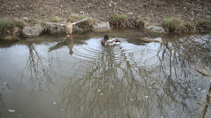 Ente bittet zum Tanz