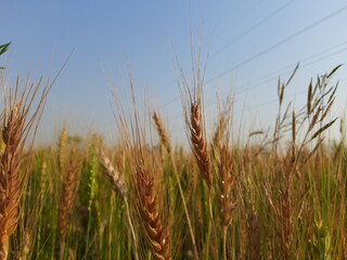 Panoramic view of golden wheat field in clear sunny day. Meadow and blue sky.
wheat field under blue sky in India . Beautiful view of golden agricultural field. 
