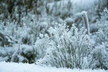 Frost on the plants of the mountains. Tiny green blueberry branches covered with hoarfrost. Selective focus on the flora, blurred background.