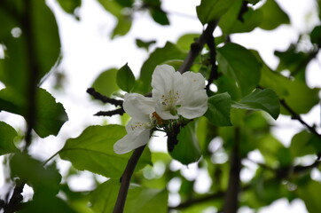 photo of blossoming tree brunch with white flowers on bokeh green background