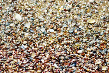A background of many copper shells on the beach. Summer sun illuminates the seaside