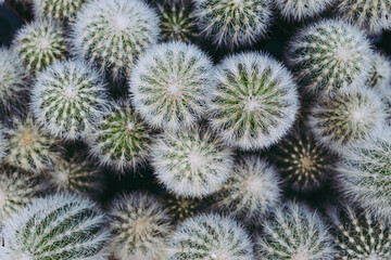 Cactus plante d'intérieur décorative - Close up d'un cactus avec des épines