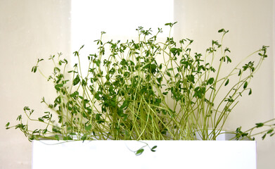 Germinated seed lentil
 sprout horizontal photo
