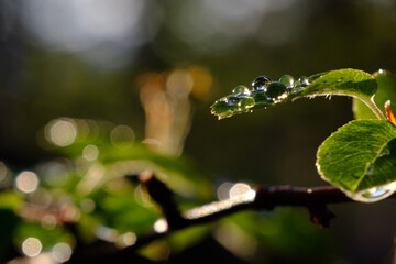 Gouttes d'eaux de la rosée du matin sur une feuille
