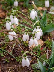 cluster of blossoming snowdrops