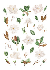Watercolor floral illustration set - White magnolia. Hand drawn watercolor combination of flowers magnolia and green leaves. Perfect for creating cards, invitations, wedding design.