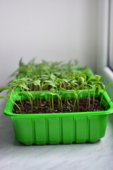 Growing green seedlings of peppers on a windowsill. Young plants indoors.