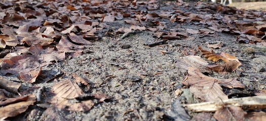 ants on the ground