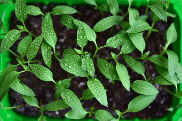 Background from green young sprouts of pepper. Seedlings rotated in the house.
