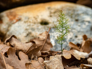 jeune pousse de fenouil qui pousse entre les feuilles mortes