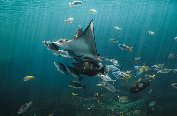 Live Eagle ray and small fishes group swimming in the aquarium tank.