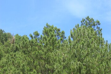 Fototapeta premium clear blue sky and pine forest leaves, a beautiful natural scenery.