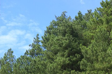 Fototapeta premium clear blue sky and pine forest leaves, a beautiful natural scenery.