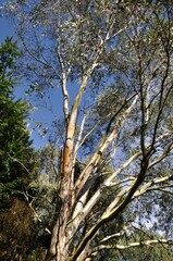 eucalyptus in brittany in summer