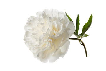 White delicate peony flower isolated on white background.