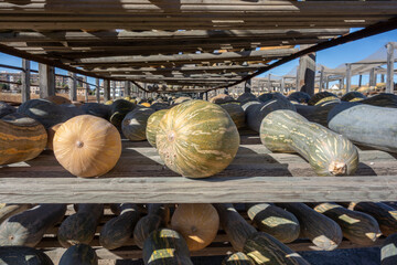 pumpkins drying on wooden shelves in the sun