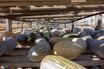 pumpkins drying on wooden shelves in the sun