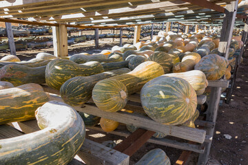 pumpkins drying on wooden shelves in the sun