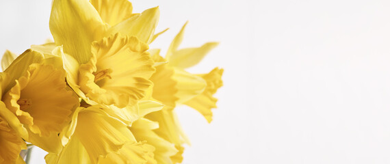 beautiful bouquet of spring flowers on a white background close-up. long festive banner. Easter greeting card mockup with beautiful fresh yellow daffodil flowers. space for text