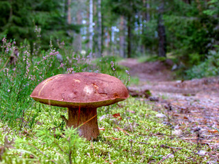 boletus edulis mushroom in the forest