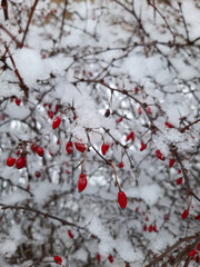 barberry in snow