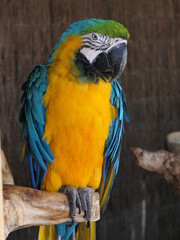 Ara