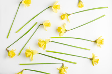 floral concept. festive pattern of spring flowers on a white background. light yellow fresh narcissus flowers. flat lay, top view
