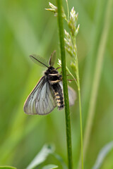 Small moth insect in the grass