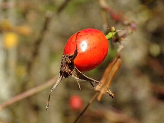 rose hip in autumn