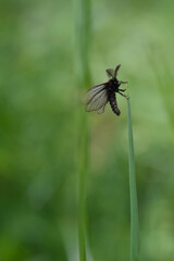 Small moth insect in the grass