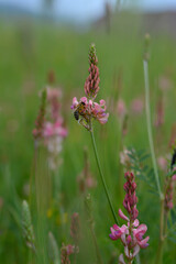 Bee on a pink wildflower in nature pollinatung