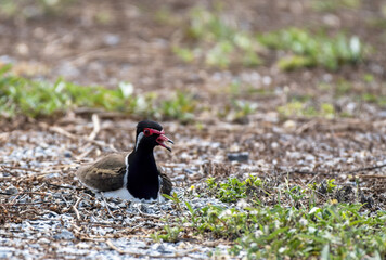 Red-wattled lapwing hatching eggs in the field , Thailand