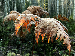 fern in autumn forest