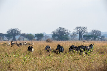 Zebras in a savanna landscape