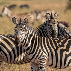 Two zebra's in Africa