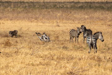 Zebra rolling on savanna