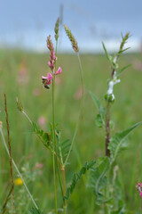 Bee on a pink wildflower in nature pollinatung