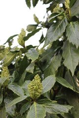 Aucuba japonica bush commonly called japanese laurel with fresh blossoms on branch in the garden 